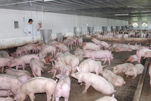 QUY CHUẨN XỬ LÝ NƯỚC THẢI CHĂN NUÔI HEO MỚI NHẤT (62-MT/2016/BTNMT)